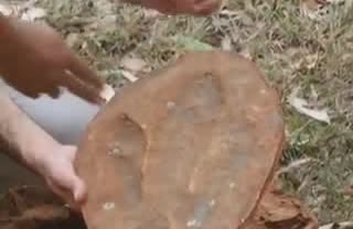 A stone slab with a three-toed dinosaur footprint.