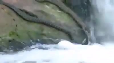 Dark snakes stretched along wet rock beside white falling water.