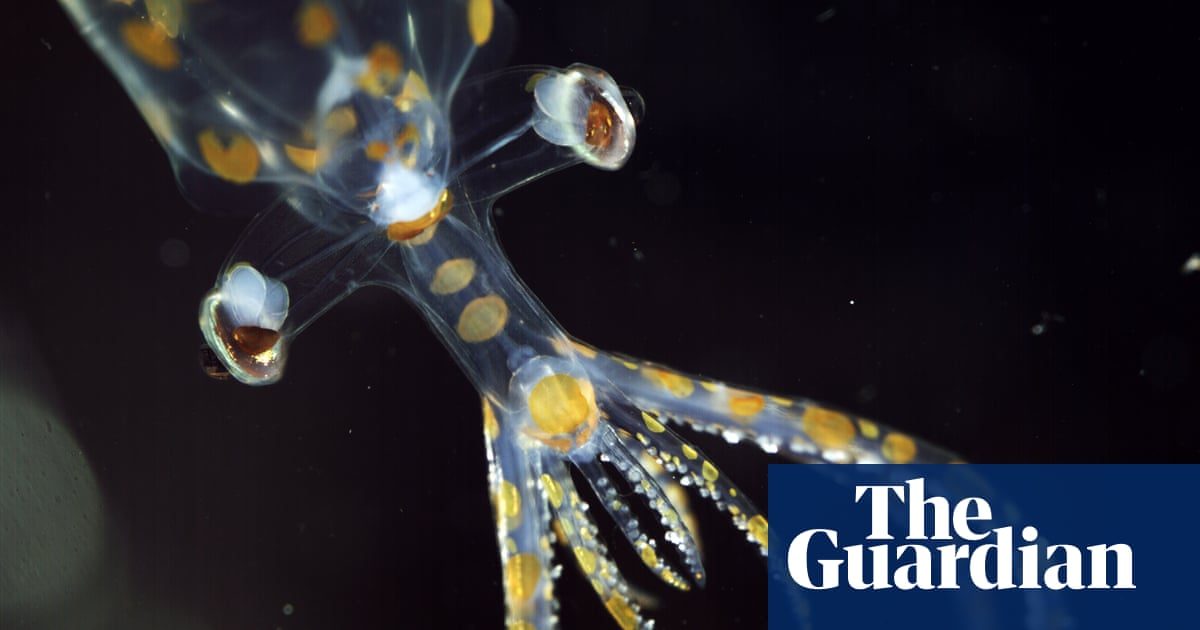 Juvenile glass squid collected at 779 metres depth in the South Atlantic