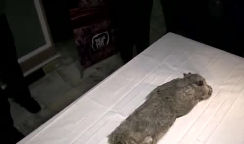 A frozen cave lion cub on a table
