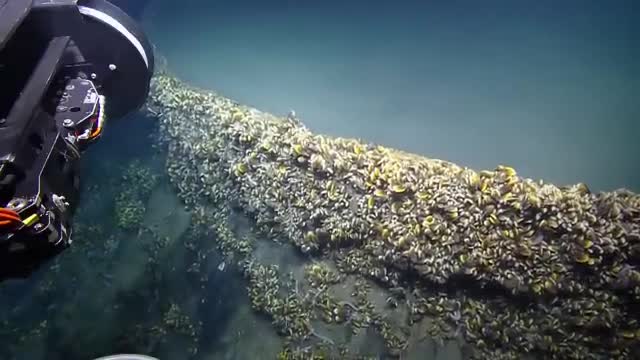A submersible arm beside a dense mussel bed on the seafloor.