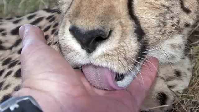 Close-up of a cheetah's face and spotted coat.