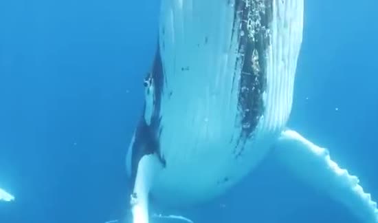 A whale underwater