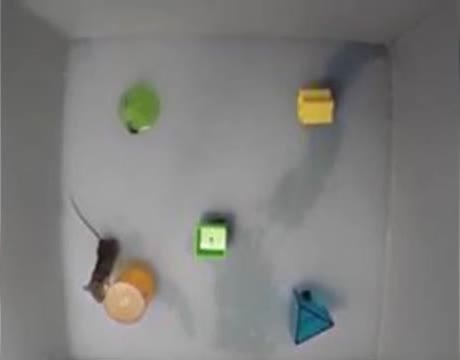 A mouse in a box with colored objects during a vision test
