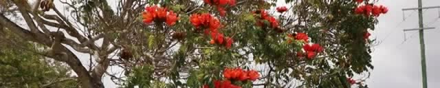 An African tulip tree covered in red flowers