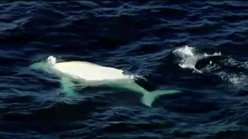Migaloo, the white humpback whale, swimming off Sydney in June 2014
