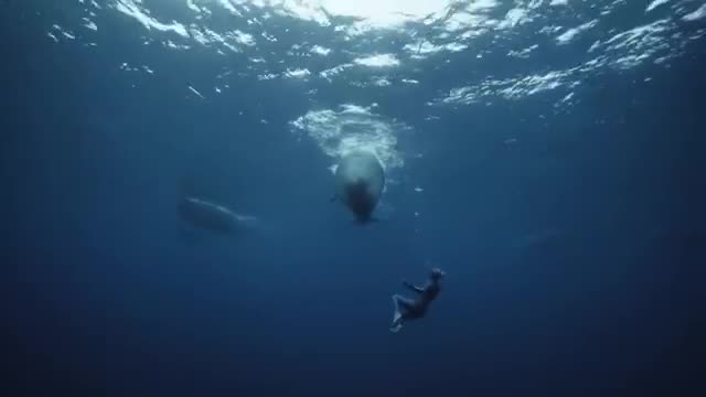 A freediver swimming near whales