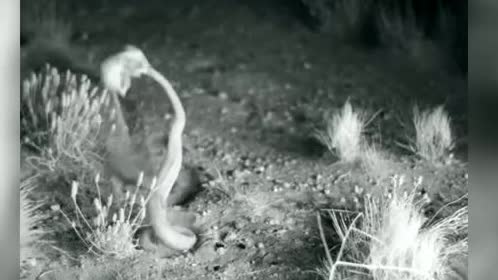 A kangaroo rat kicking away from a striking rattlesnake at night