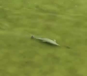A dolphin swimming in green water.