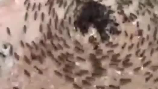 A swarm of ants on pale ground.