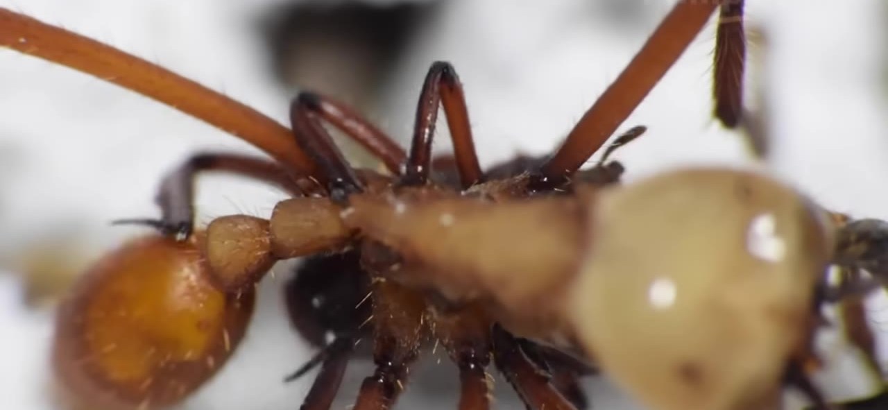 Macro of a reddish ant carrying a pale bulbous rider against a bright background