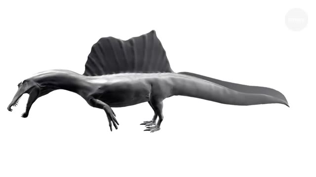 Spinosaurus model with a tall sail along its back