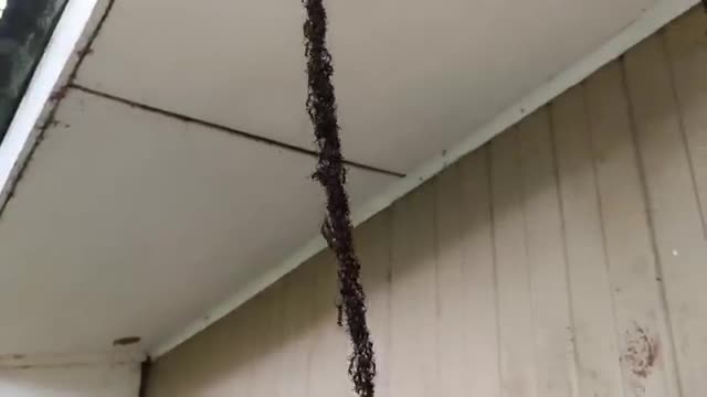 A hanging chain of army ants.