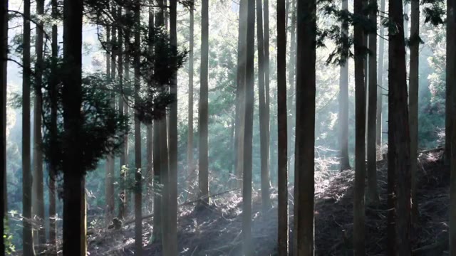 Tall trees in a misty forest