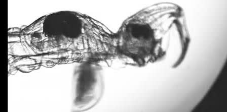 Close-up of a phantom midge larva with a hooked head