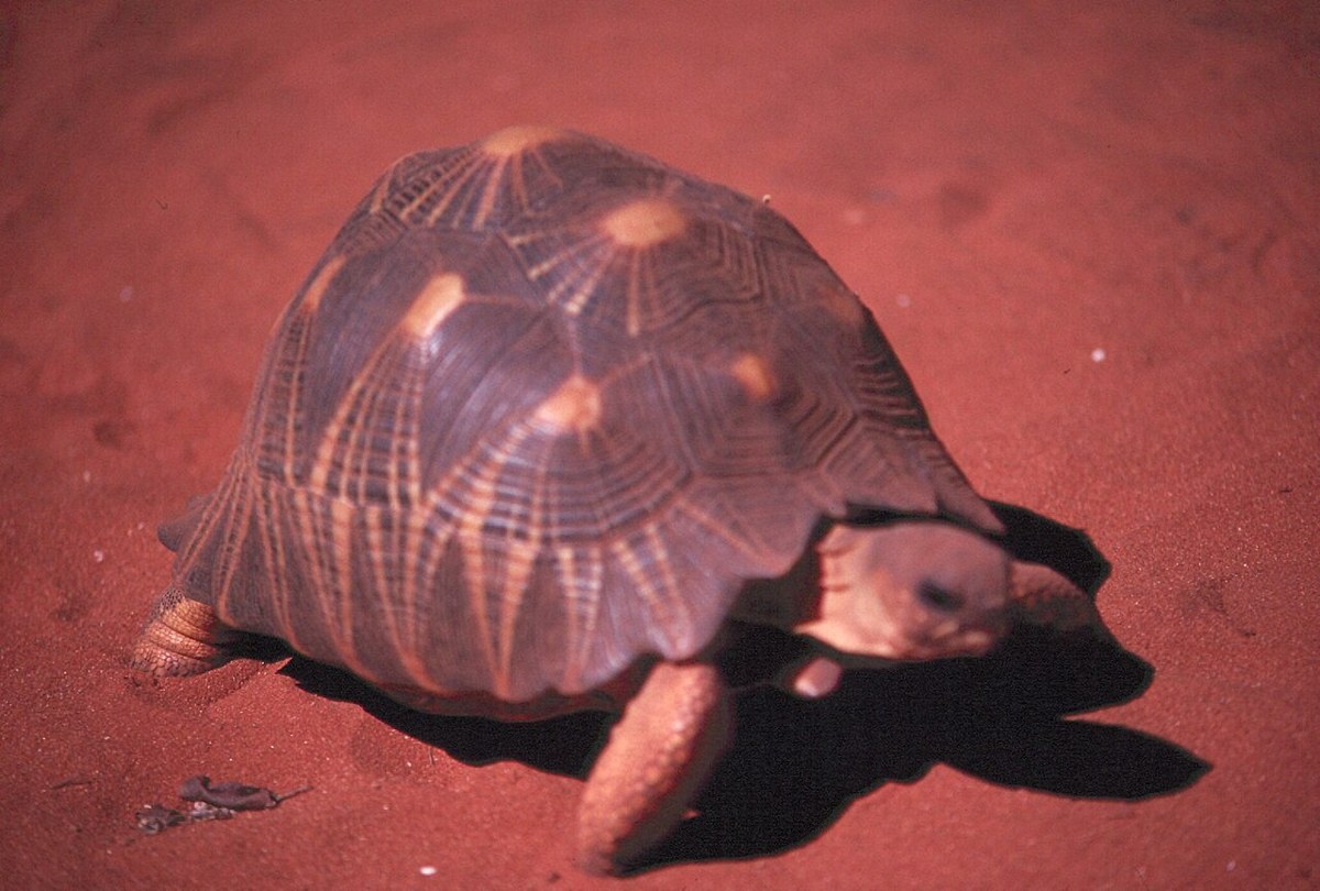 Galápagos giant tortoise