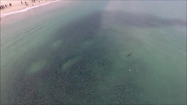 A drone view of sharks and a school of fish in clear water beside a beach.