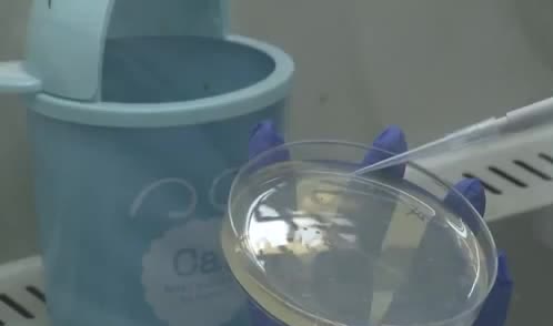 A gloved hand holding a dish of pale gel
