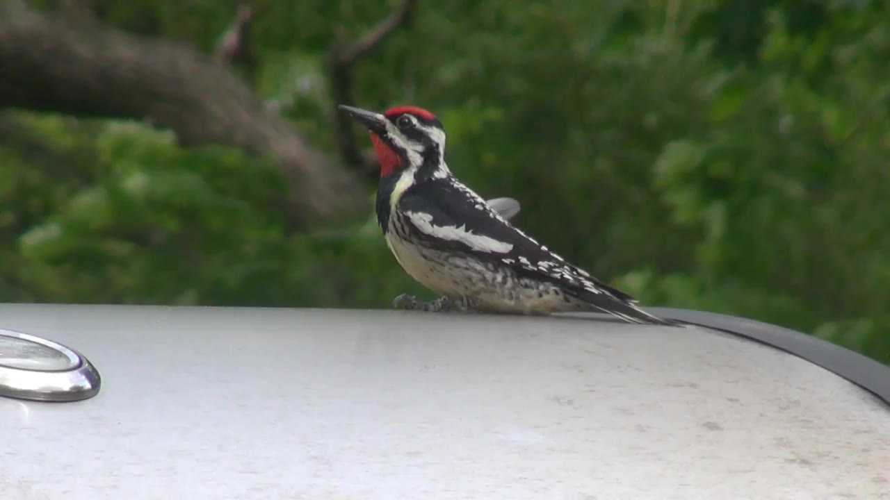 Acorn woodpecker perched on a metal grill lid