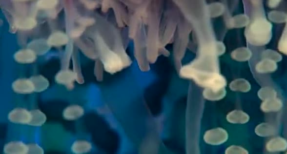 Translucent marine animals in blue water