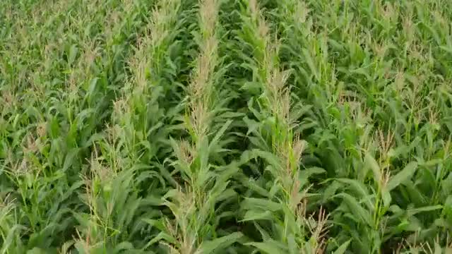 Rows of corn in a green field