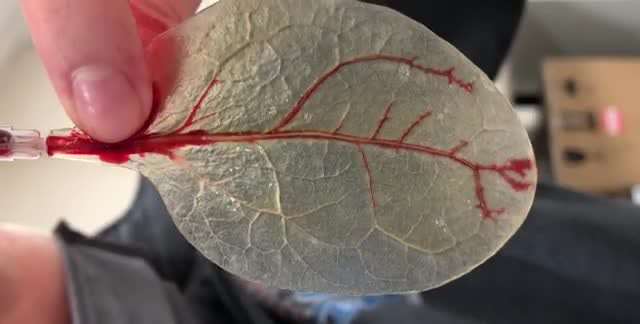 A translucent leaf with red fluid running through its veins.