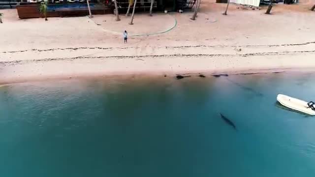 Drone view of a dark animal in shallow water beside a beach and a small boat.