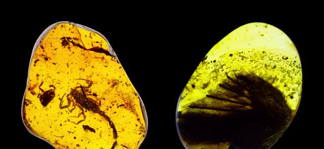 Insects and a feather preserved in Burmese amber