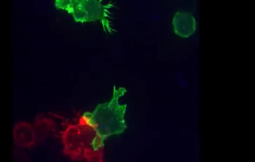 Green and red glowing cells.
