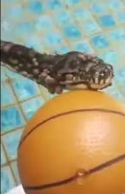 A carpet python resting its head on a basketball.
