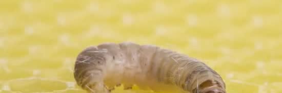 A wax-worm caterpillar on a yellow wax comb.