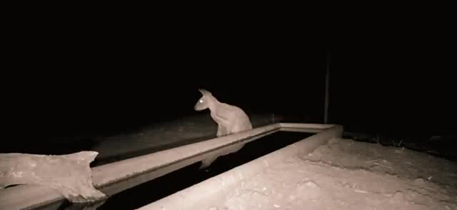 A cat at night beside a water trough