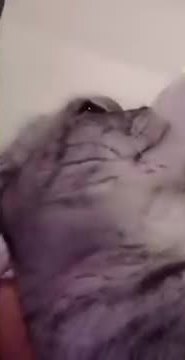 A grey tabby looking up toward a person holding a phone.