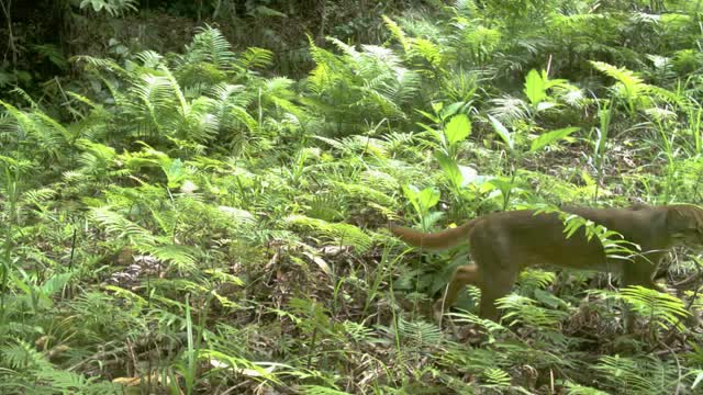 A bay cat walking through ferns