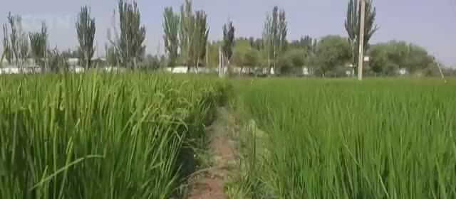 Green rice growing beside a dirt path.