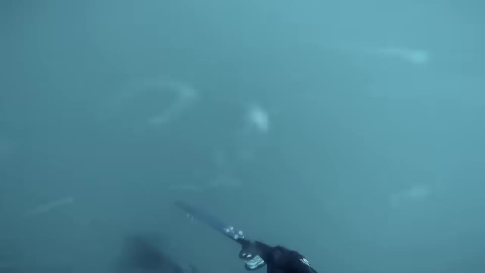 Murky underwater view from a camera moving through a school of fish