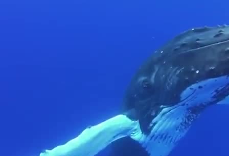 A humpback whale swimming close to the camera.
