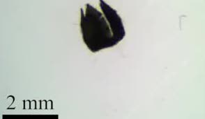 A magnetic microrobot beside a 2 millimetre scale bar