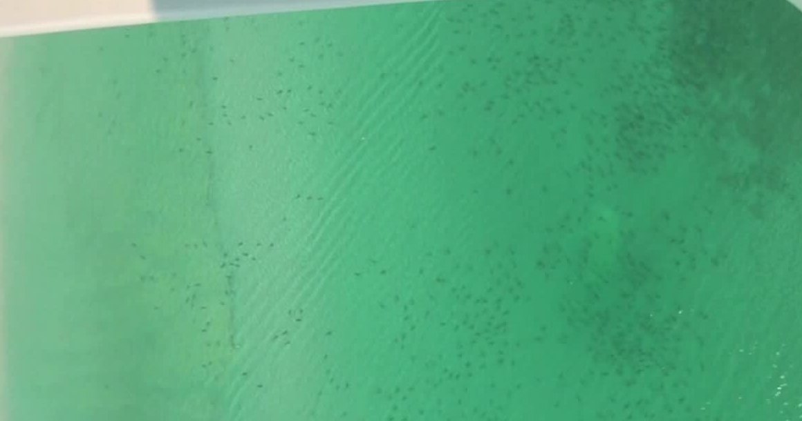 Aerial view of thousands of blacktip sharks in shallow water