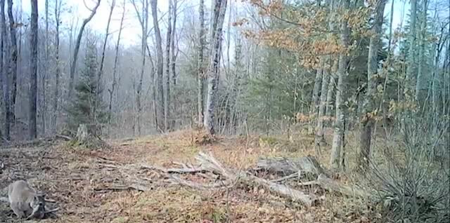A cougar at the edge of a trail-camera frame in a leafless forest.