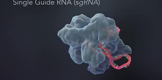 A protein bound to a strand of guide RNA