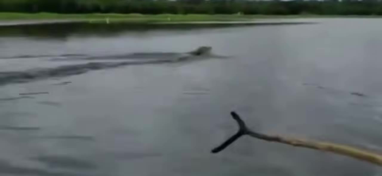 Crocodile swimming at the surface, leaving a wake