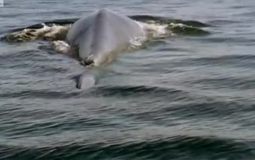 A whale surfacing in gray water.