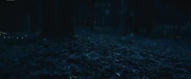 A dark forest floor with scattered points of light among the trees.