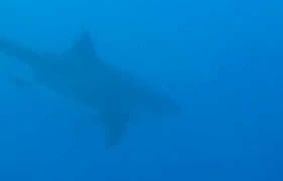 A great white shark seen as a silhouette underwater.