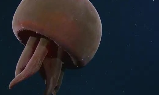 A reddish deep-sea jellyfish with thick arms against dark water.