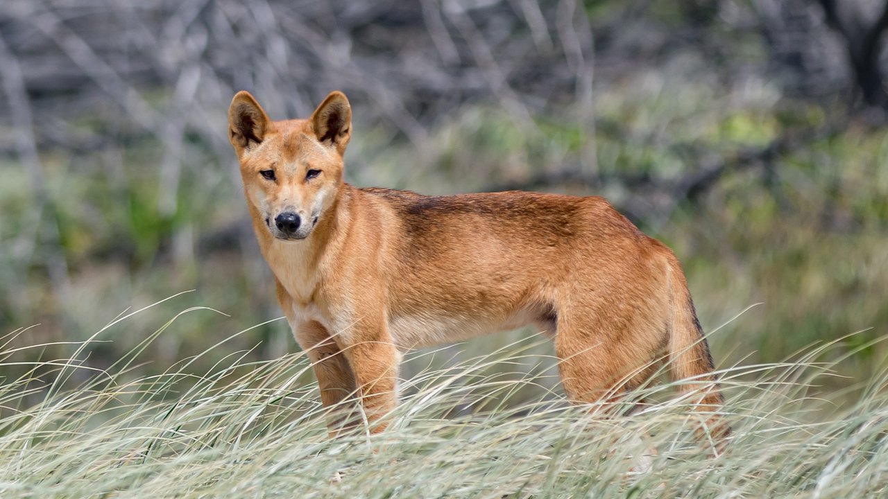 A tan dingo standing alert in coastal grass on Fraser Island (K’gari), Queensland.