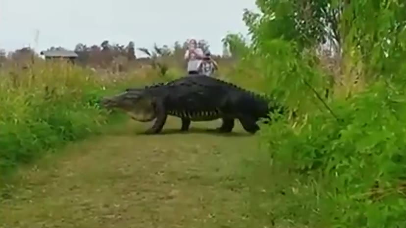 A large alligator walks across a grassy trail at Circle B Bar Reserve while two visitors photograph it.
