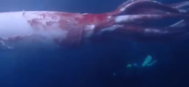A giant squid beside a distant diver