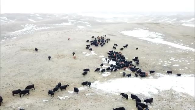 Herd of cattle spread across a snowy field, seen from above
